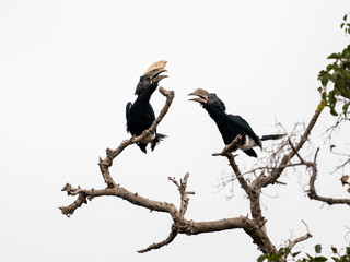 Male and Female Silvery-cheeked Hornbills on tree branches against white background, isolated