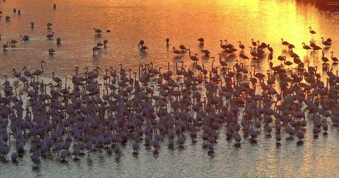 Lesser Flamingo, phoenicopterus minor, Colony at lake at sunset