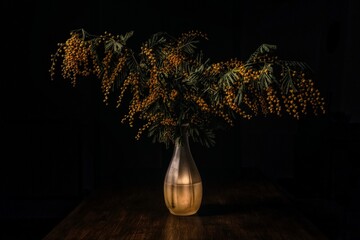 Still life of mimosa in the vase