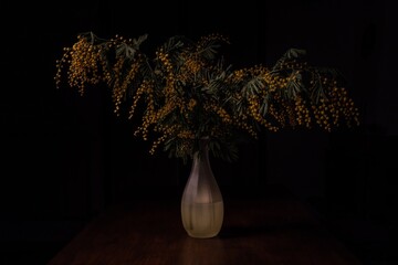 Still life of mimosa in the vase