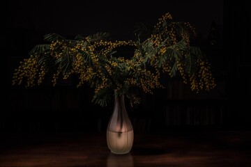 Still life of mimosa in the vase - 741808940