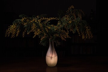Still life of mimosa in the vase - 741808967