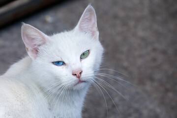 Istanbul, Turkey. Street cat with two different colored eyes.