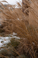 Tall golden orange grass straws bending in the cold wind with grass and snow on the ground.