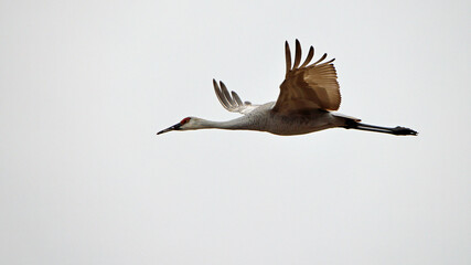 One sandhill crane flying with a white sky background