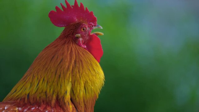 Portrait of rooster crowing in the morning 