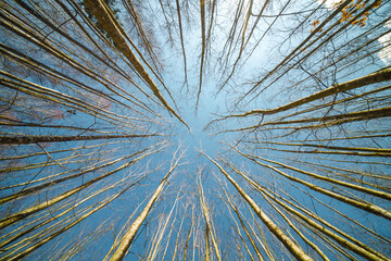a wonderful view high into the treetops of a beech forest in winter in germany - Powered by Adobe