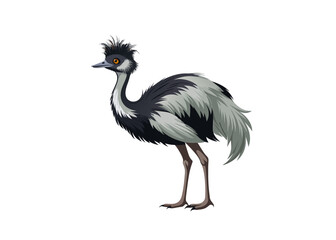 Obraz premium Emu Bird vector isolated
