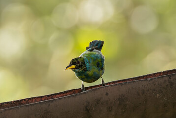 The Valle del Cauca: A Birder's Paradise