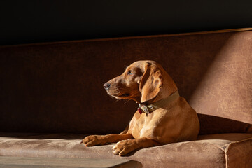 Brown dog relaxing on a couch in sunlight. Studio pet portrait with warm tones and natural light....