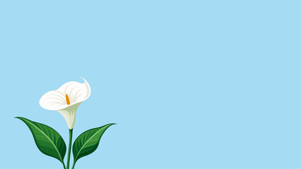 Calla Lily flower background, minimalist vector design, template. 