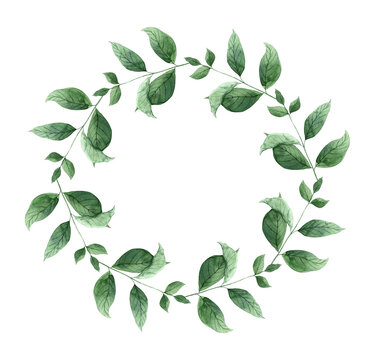 Watercolor botanical wreath made of mint leaves. The illustration is hand drawn on an isolated background. Drawing for menu design, packaging, poster, website, textile, brochure, graphic design.