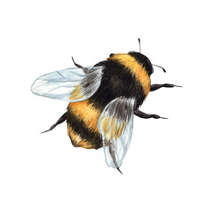 Watercolor drawing of a bumblebee in flight. Illustration hand drawn on white background, suitable for menu design, packaging, poster, website, textile, invitation, brochure, textile. - obrazy, fototapety, plakaty