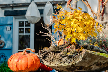 Pumpkin and yellow leaves in autumn decoration. Seasonal outdoor display in front of house. Fall harvest and Halloween concept with copy space for design and print. A small maple tree with yellowed
