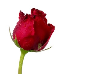 A single red rose blossom with droplets on white isolated background with copy space 