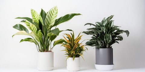 Houseplants in flower pot, white background. - obrazy, fototapety, plakaty