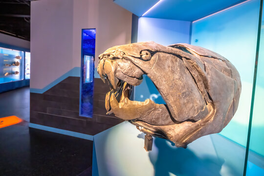 Drumheller, Alberta, Canada. Feb 19, 2024. A Dunkleosteus terrelli skull on view at the Royal Tyrrell Museum.