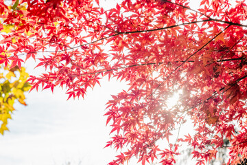 Sunlight shining through vibrant red maple leaves. Autumn foliage against a bright sky. Fall season and nature beauty concept 