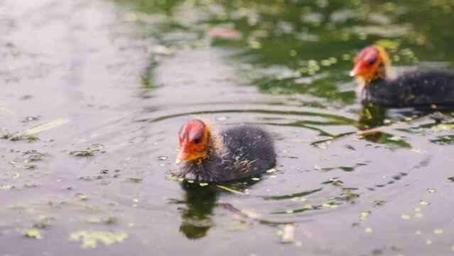 little black ducklings swim in the pond