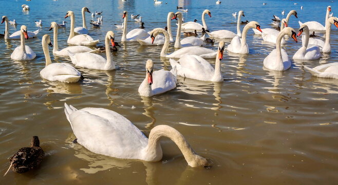 Landscape with White Swan Lake