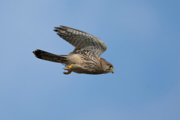 Kestrel in Flight
