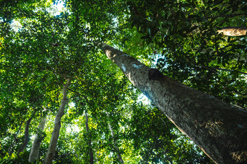 Fototapeta premium Earth Day eco concept with tropical forest background, natural forestation preservation scene with canopy tree in the wild, concept on sustainability and environmental renewable
