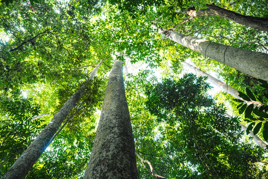 Earth Day eco concept with tropical forest background, natural forestation preservation scene with canopy tree in the wild, concept on sustainability and environmental renewable