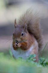 Red Squirrel Portrait