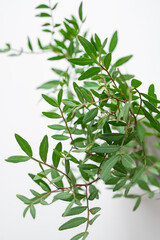 Bouquet of green pistachio branches in a vase on a white isolated background close up.