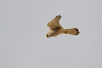 Kestrel Hunting
