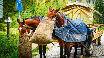 Horse with food in the Tatras park. Nearby is Morskie Oko Lake. Sunny day, picturesque park landscapes. Among the stunning beauty of nature. Tatra National Park. Poland. Sea Eye. Zakopane. Horses. - obrazy, fototapety, plakaty