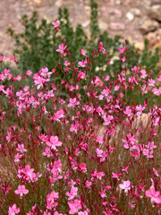 Group of Gaura estrellira flowers in the bush, out of focus background, and detail
