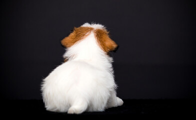 puppy sitting looking out