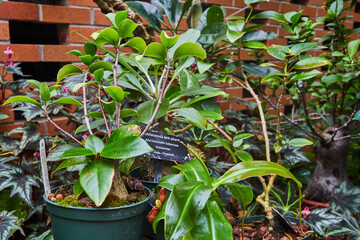 Lush Green Ant-Plant in Red Brick Setting, Botanical Garden