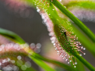 Fleisch fressende Pflanze Sonnentau