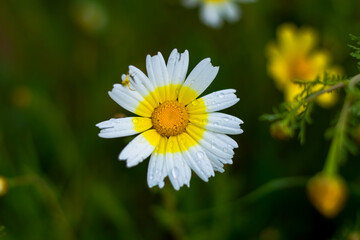 Obraz premium Margarita perfecta. 