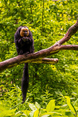 monkey on the tree in the Apenheul Monkey Park in the Netherlands