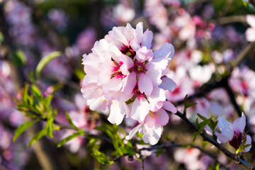 Floración en cieza © sergio