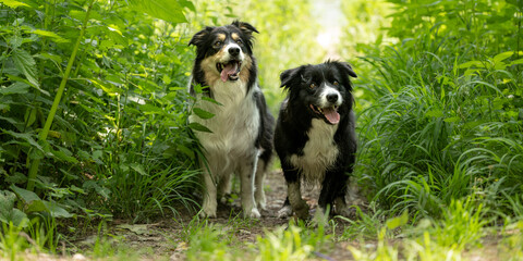Two observant border collies in nature: a display of intelligence and vigilance