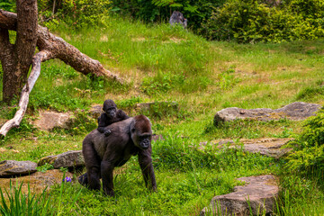 Gorilla in the Apenheul Monkey Park in the Netherlands
