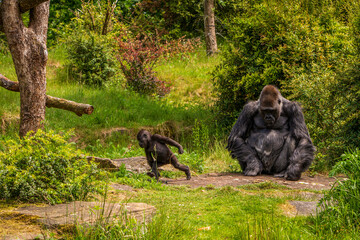 Gorilla in the Apenheul Monkey Park in the Netherlands