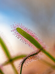 Fleisch fressende Pflanze Sonnentau
