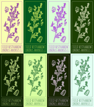 Set of drawings of FIELD RESTHARROW in different colors. Hand drawn illustration. Latin name ONONIS ARVENSIS L