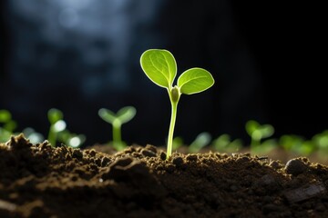 Fototapeta premium Germinating Green Bean Sprout on Bright Background. Small and Young Plant with Vibrant Botanical