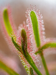 Fleisch fressende Pflanze Sonnentau