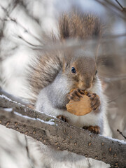 The squirrel with nut sits on tree in the winter or late autumn