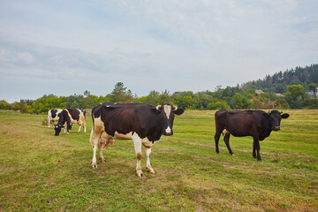 Spotted cows graze on the green pasture under a cloudy sky. Thick clouds resemble cotton balls painted in various shades of white and grey.