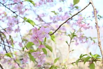 Early blooming cherry blossoms. In recent years, cherry blossoms seem to be blooming earlier due to global warming.