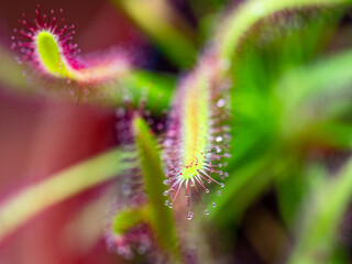 Fleisch fressende Pflanze Sonnentau