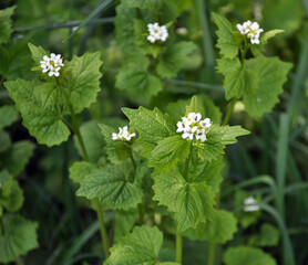 Horse garlic (Alliaria petiolata) grows in the wild